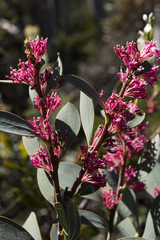 Hakea neurophylla
