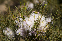 Melaleuca radula