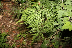 Adiantum formosum