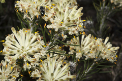 Petrophile brevifolia