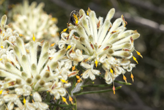 Petrophile brevifolia