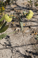 Pimelea sulphurea