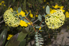 Pimelea sulphurea