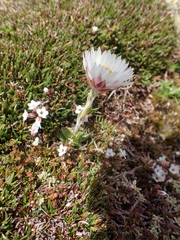 Xerochrysum milliganii