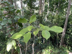Cordia sulcata