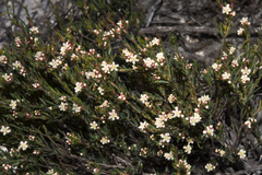Monotaxis grandiflora
