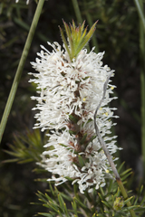 Hakea costata