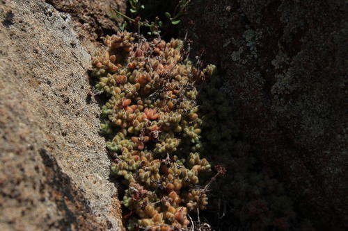 Crassula lanuginosa