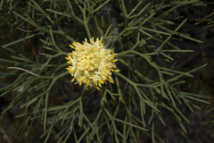 Petrophile seminuda