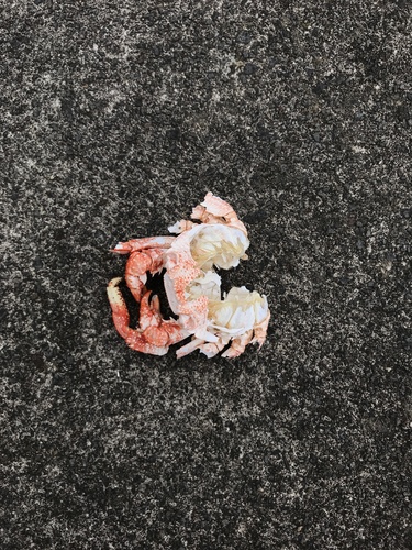 East Atlantic Sally Lightfoot Crab, São Miguel Island, Ponta Delgada, Azores, PT, photo 8 of 10