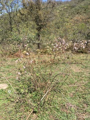 Vernonanthura squamulosa