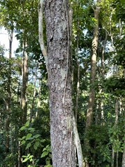 Prunus occidentalis