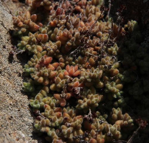 Crassula lanuginosa