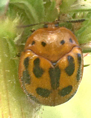 Chelymorpha phytophagica