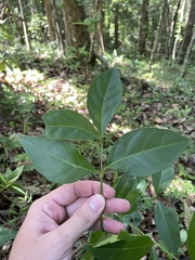 Citharexylum caudatum