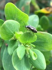 Plagiognathus obscurus