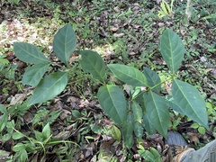 Citharexylum caudatum