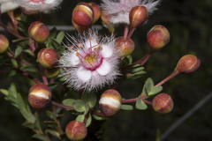 Verticordia insignis eomagis