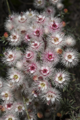 Verticordia insignis eomagis