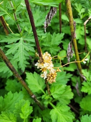 Cuscuta compacta