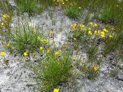 Disa tenuifolia