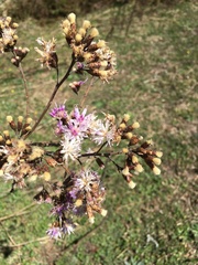 Vernonanthura squamulosa