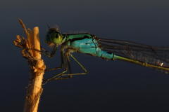 Pseudagrion coeleste
