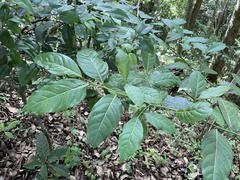 Ocotea leucoxylon
