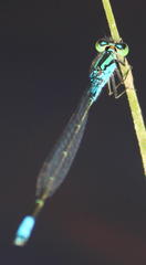 Pseudagrion coeleste