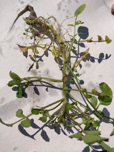 Nasturtium officinale