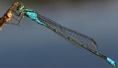 Pseudagrion coeleste