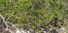 Alyxia buxifolia