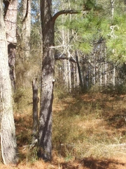 Sciurus niger cinereus