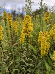 Solidago roanensis