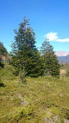 Nothofagus betuloides