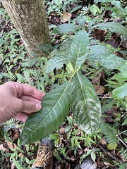 Ocotea floribunda