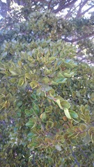 Nothofagus betuloides