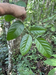 Prunus occidentalis
