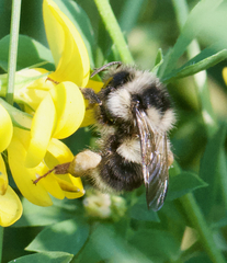 Bombus vancouverensis