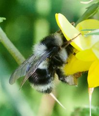 Bombus vancouverensis