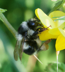 Bombus vancouverensis