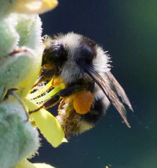 Bombus vancouverensis