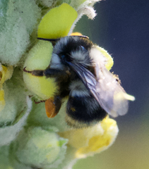 Bombus vancouverensis