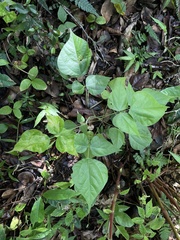 Rhynchosia phaseoloides