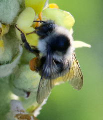 Bombus vancouverensis