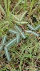 Neptunia pubescens