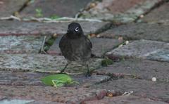 Zabalius ophthalmicus