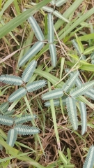 Neptunia pubescens