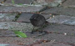 Zabalius ophthalmicus