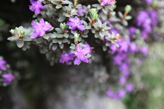 Rhododendron nitidulum